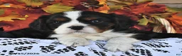 Cavalier King Charles Spaniel dogs for sale: Cowan  - Ad 2