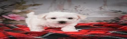 Bichon Frise dogs for sale: AKC-Romeo - Ad 8