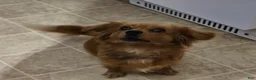 Mixed Breed dogs for sale: Faith - Ad 6