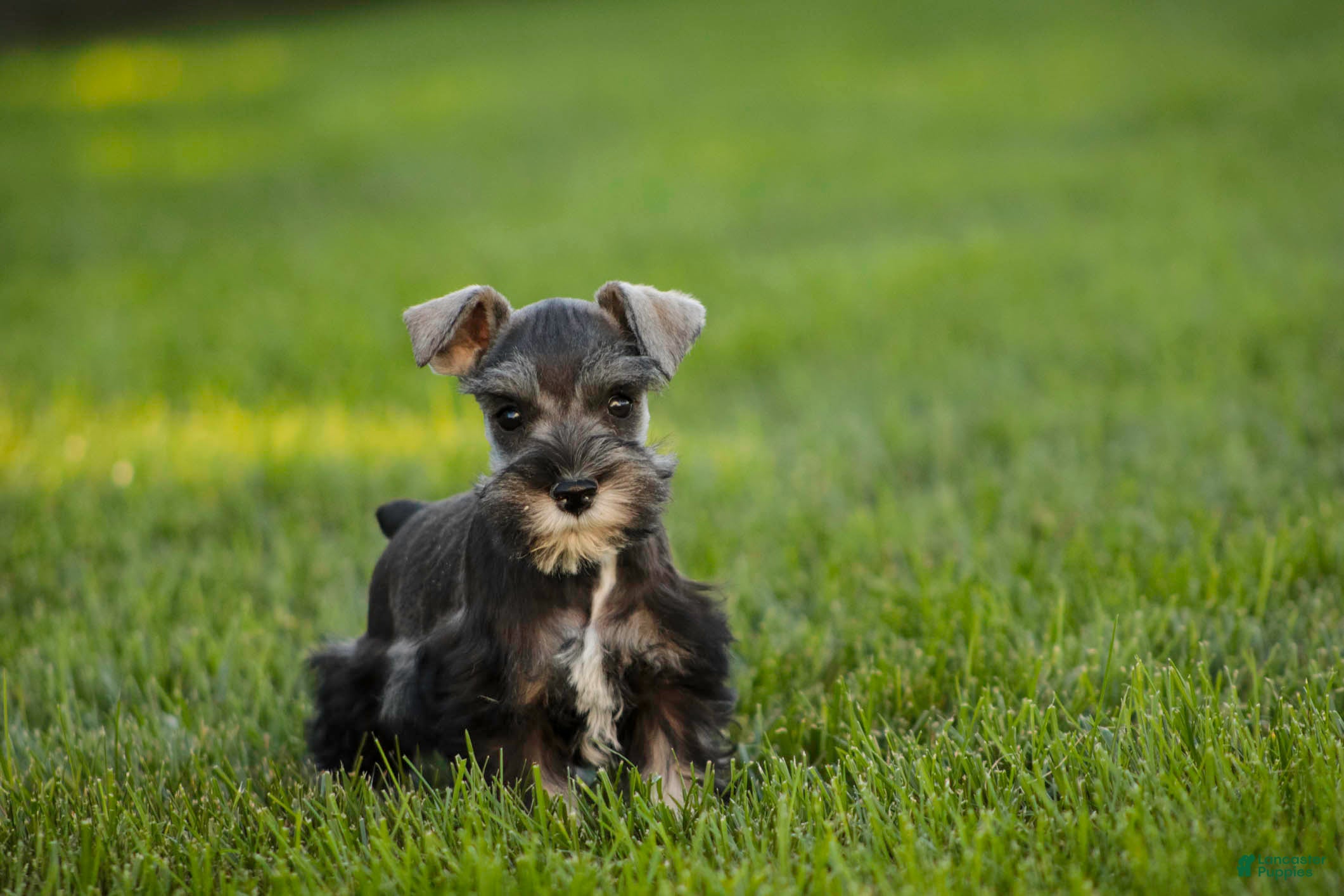 Miniature Schnauzer dogs Annabelle Miniature Schnauzer  - Ad 2