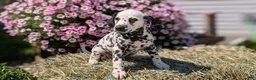 Dalmatian dogs for sale: Callie - Ad 3