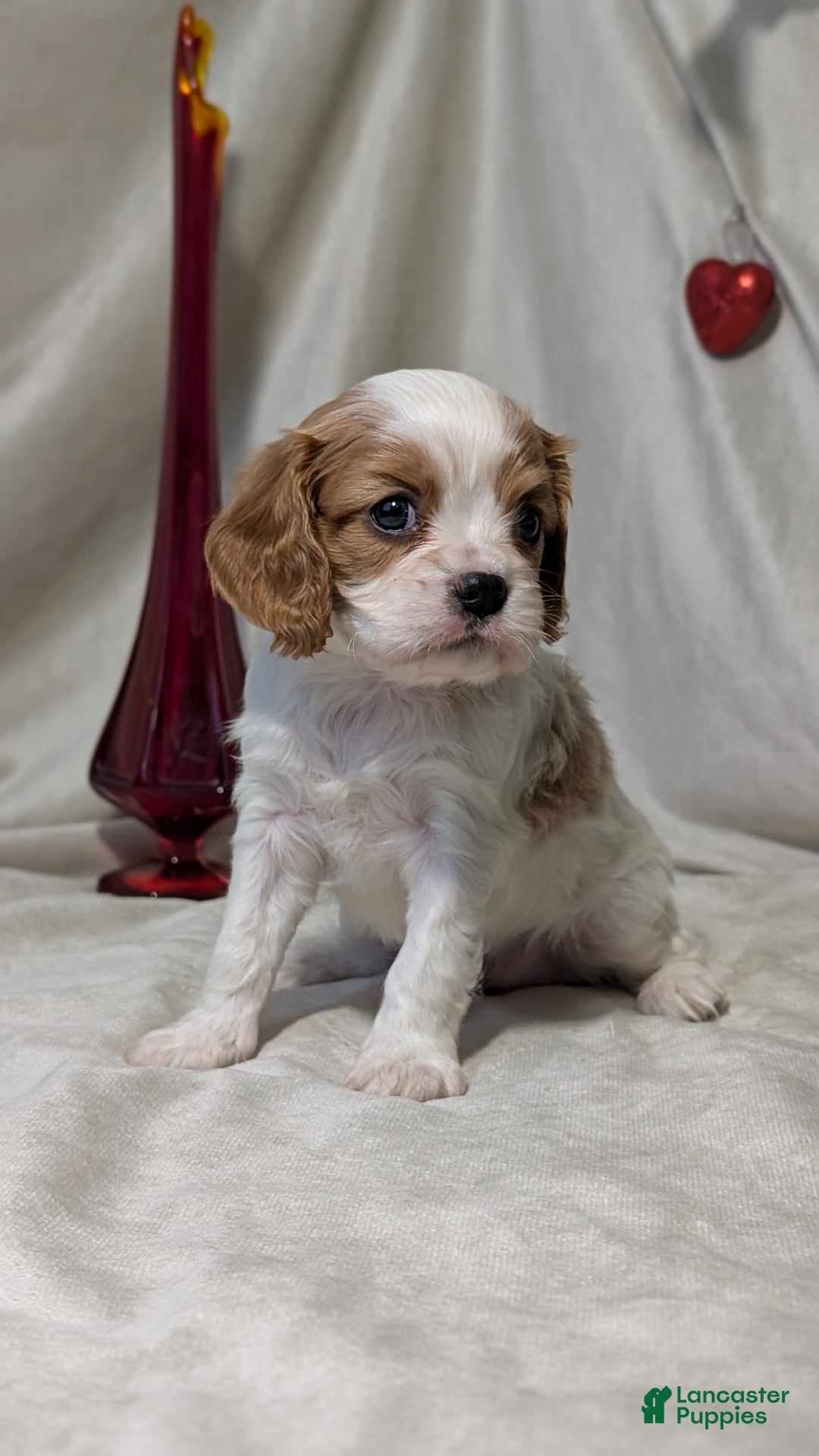 Cavalier King Charles Spaniel dogs for sale: Rover - Ad 8