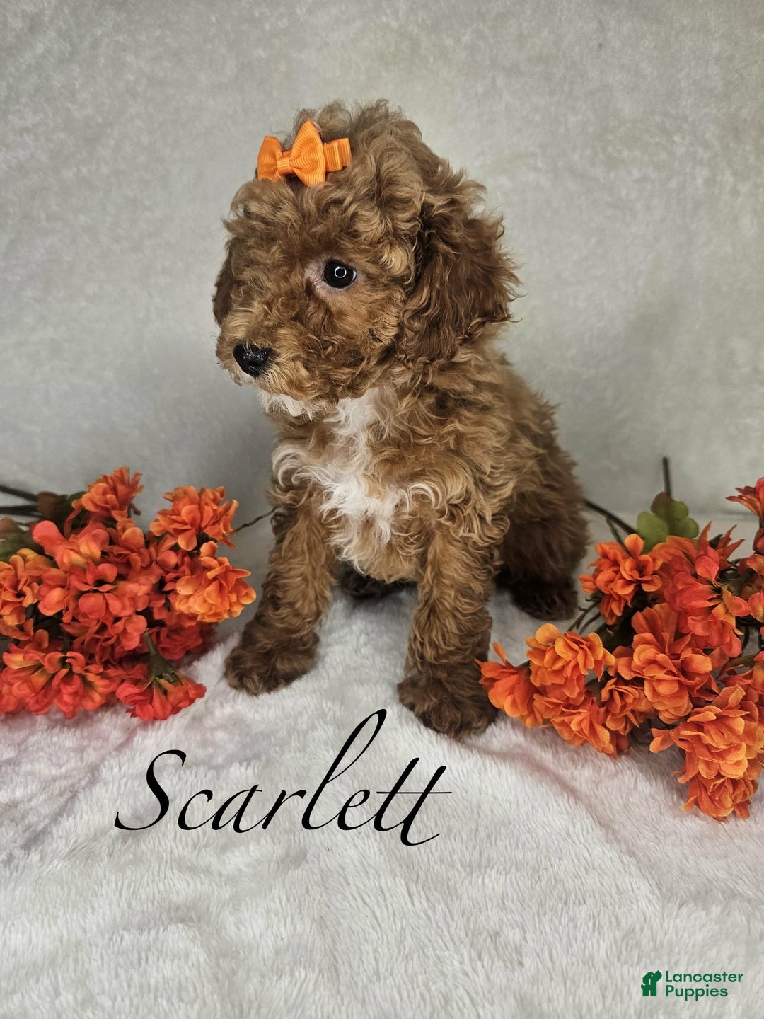 Miniature Poodle dogs for sale: Scarlett  - Ad 3