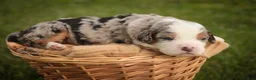 Mini Bernedoodle dogs for sale: Mingo Mini Bernedoodle  - Ad 5
