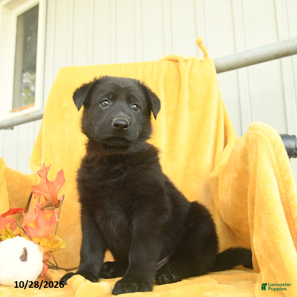 German Shepherd dogs for sale: Micah  - Ad 1
