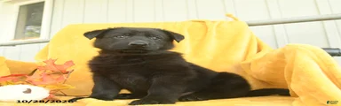 Micah 