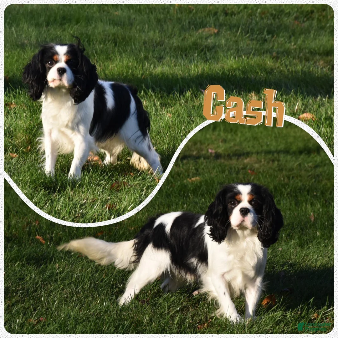Cavalier King Charles Spaniel dogs for sale: Ginger - Ad 6