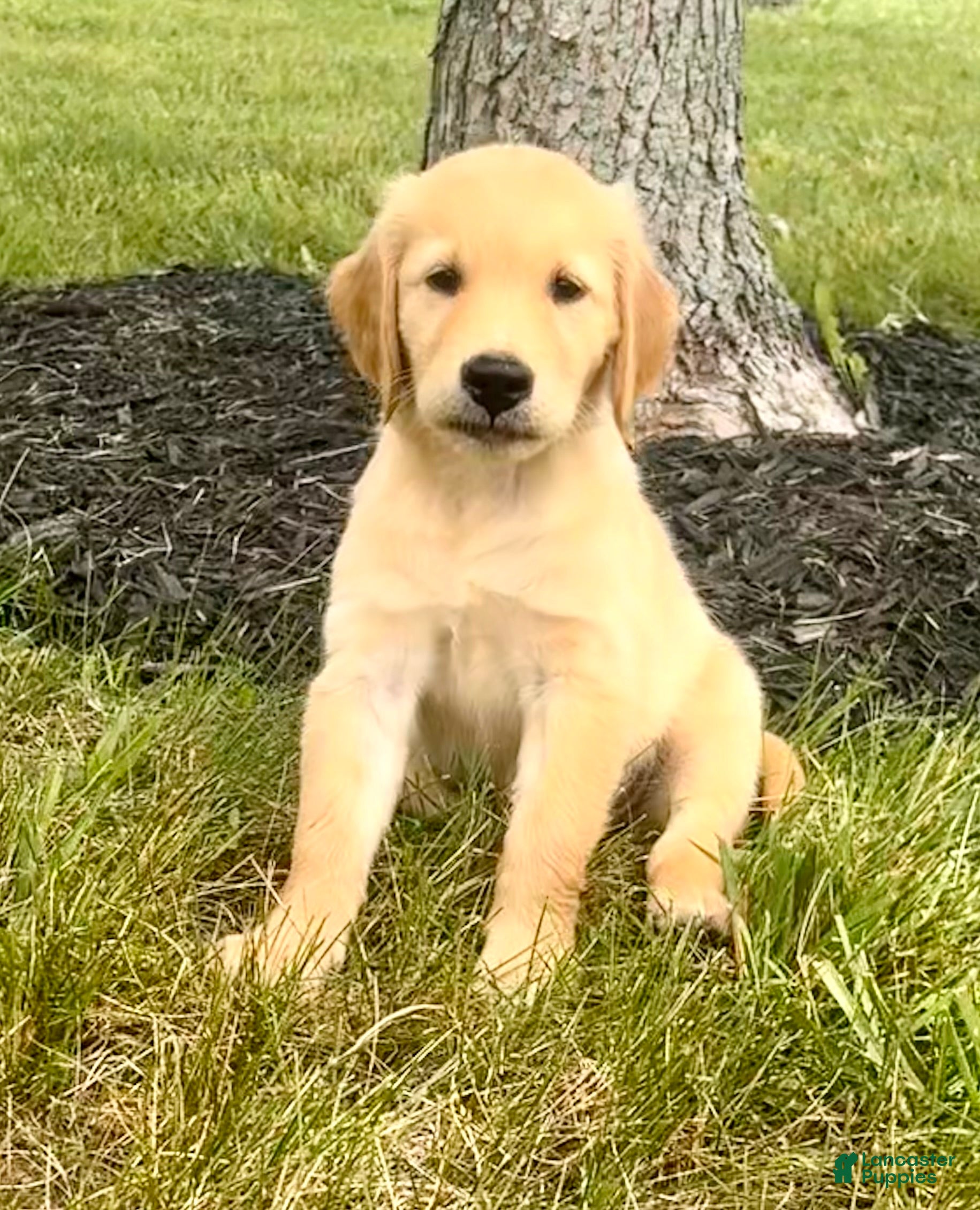 Golden Retriever dogs Ginny - Ad 13