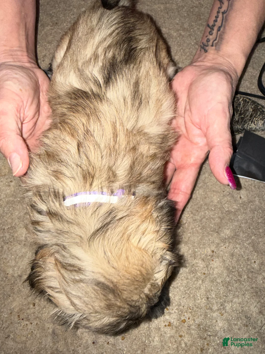 Lhasa Apso dogs for sale: Lhasa Apso Puppy 5 - Ad 1