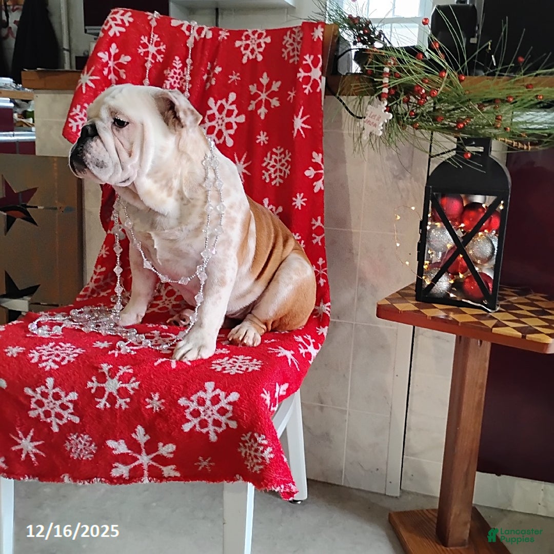 English Bulldog dogs for sale: Rolita - Ad 7