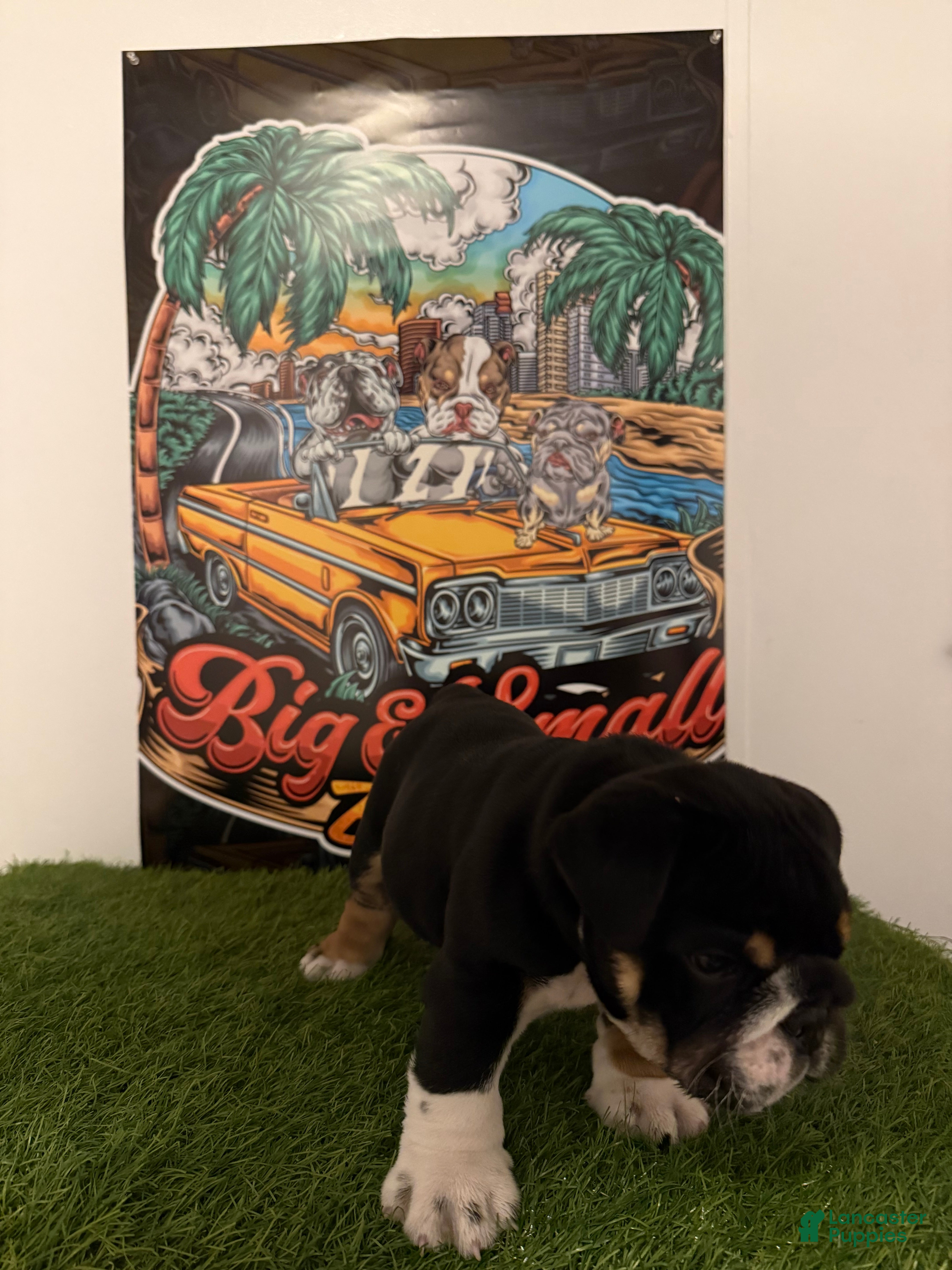 English Bulldog dogs Luigi - Ad 2