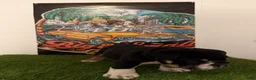English Bulldog dogs for sale: Luigi - Ad 3