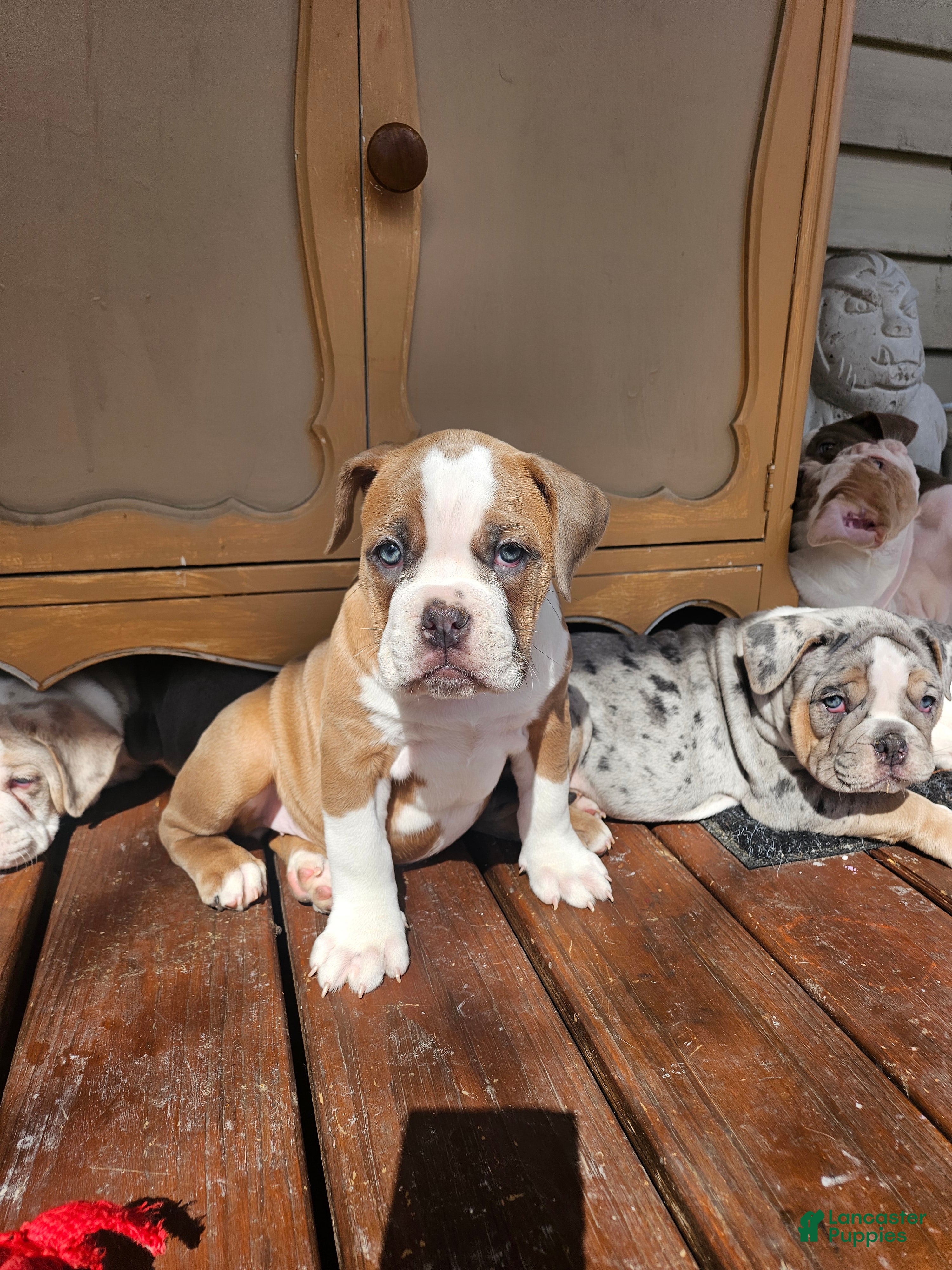 Olde English Bulldogge dogs Olde English Bulldogge Nyx - Ad 18