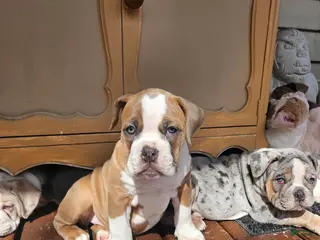 Olde English Bulldogge dogs Olde English Bulldogge Nyx - Ad 18