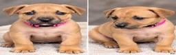 American Bully dogs for sale: Melody - Ad 2