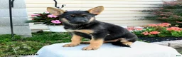 German Shepherd dogs for sale: Fawn - Ad 1