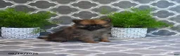 Pomeranian dogs for sale: Rodger - Ad 5