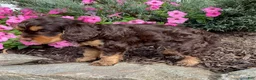 Cavapoo dogs for sale: Mason - Ad 3
