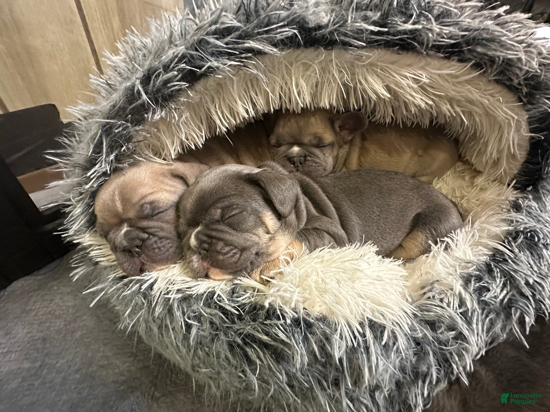 French Bulldog dogs for sale: Boss - Ad 14