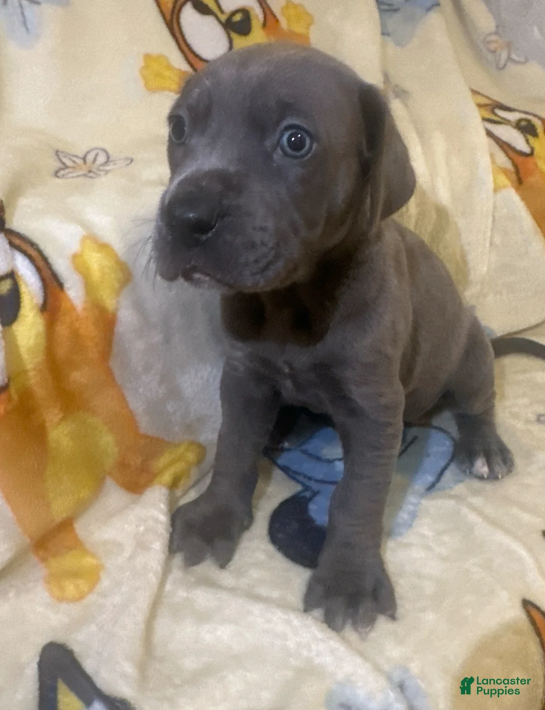 Great Dane dogs for sale: Great Dane Puppy 7 - Ad 1
