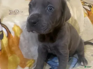 Great Dane dogs Great Dane Puppy 7 - Ad 5