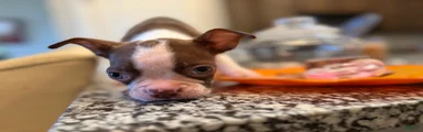 Boston Terrier 2