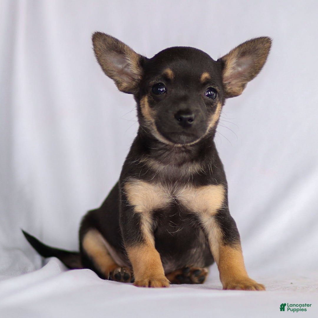 Chihuahua dogs for sale: Preston - Ad 9