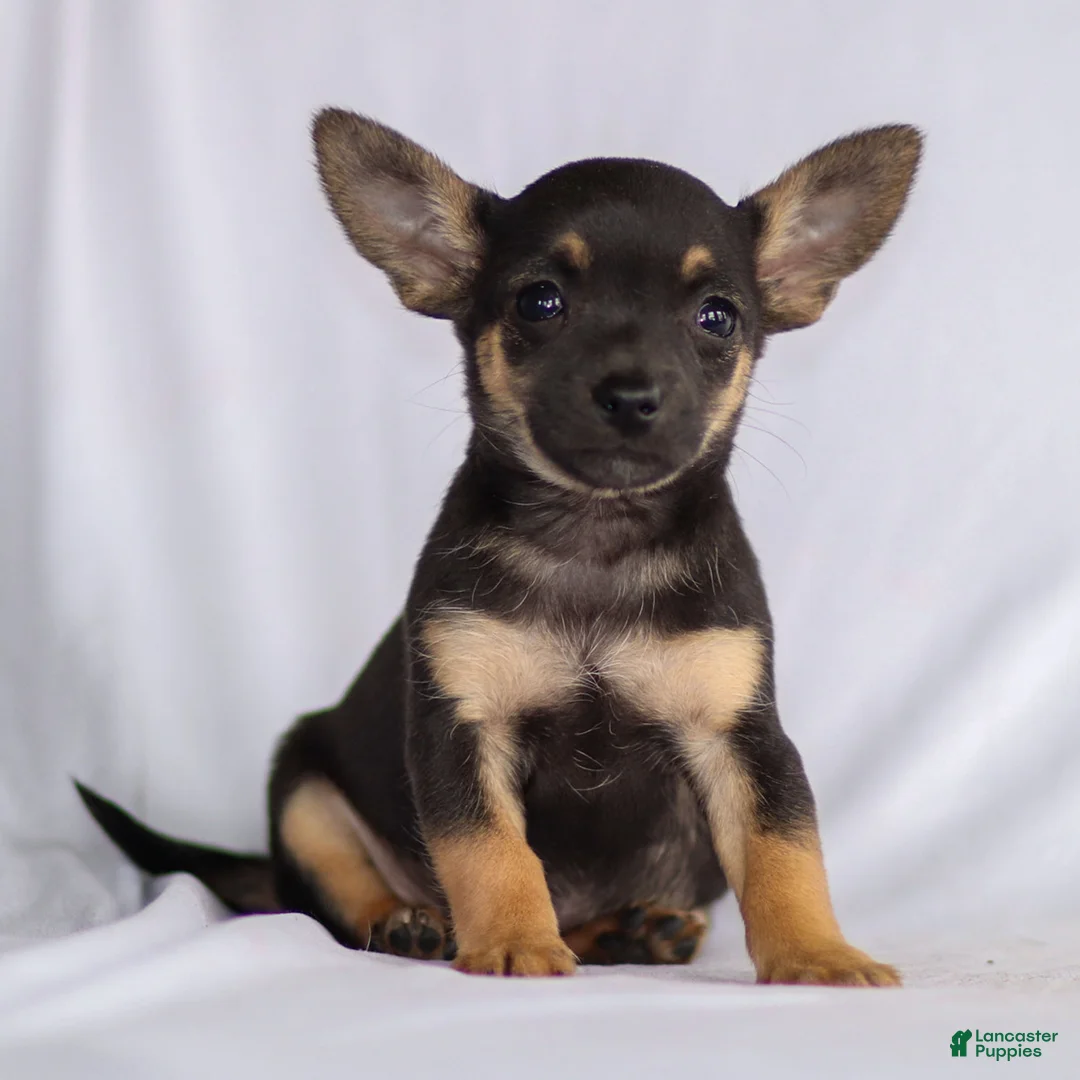 Chihuahua dogs for sale: Preston - Ad 25