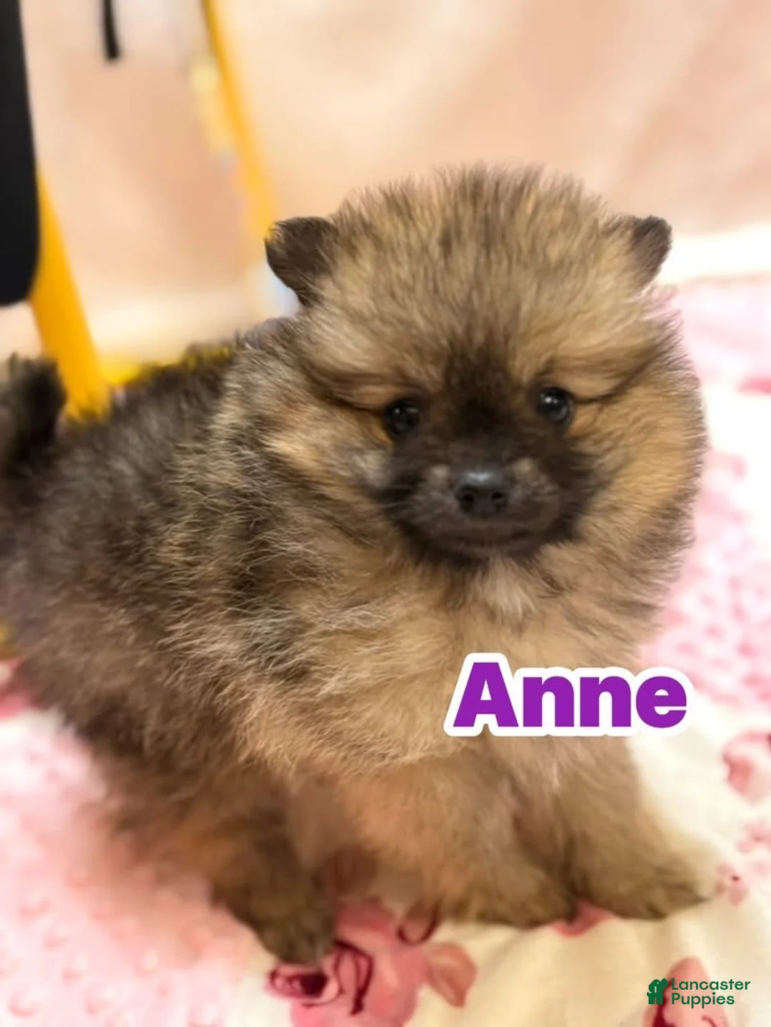 Pomeranian dogs for sale: Anne  - Ad 1