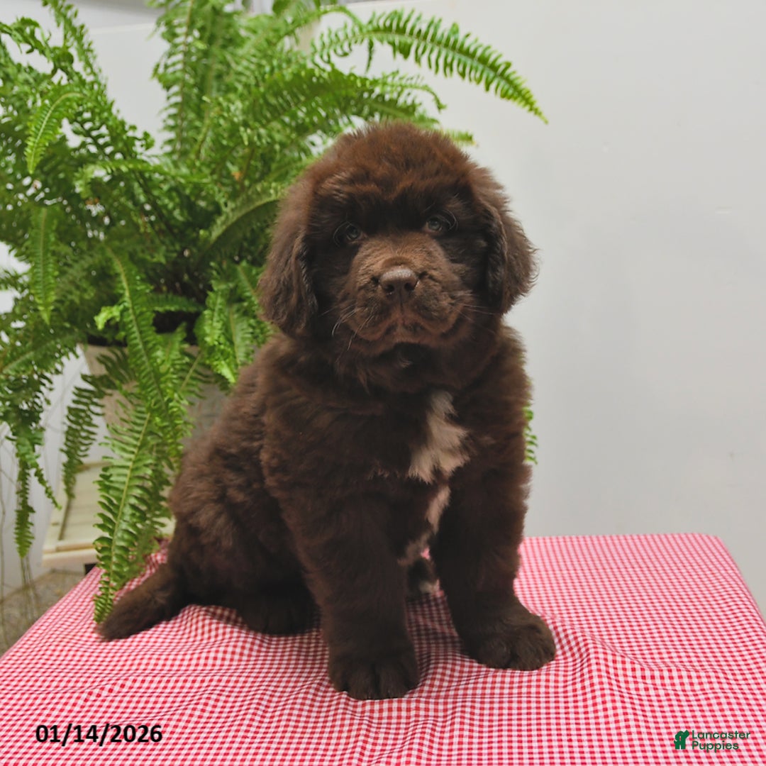 Newfoundland dogs for sale: Ranger - Ad 1