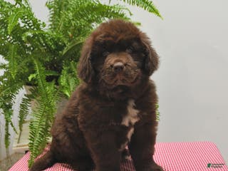 Newfoundland dogs Ranger - Ad 5