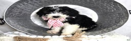 Mini Sheepadoodle dogs for sale: Jingle - Ad 6