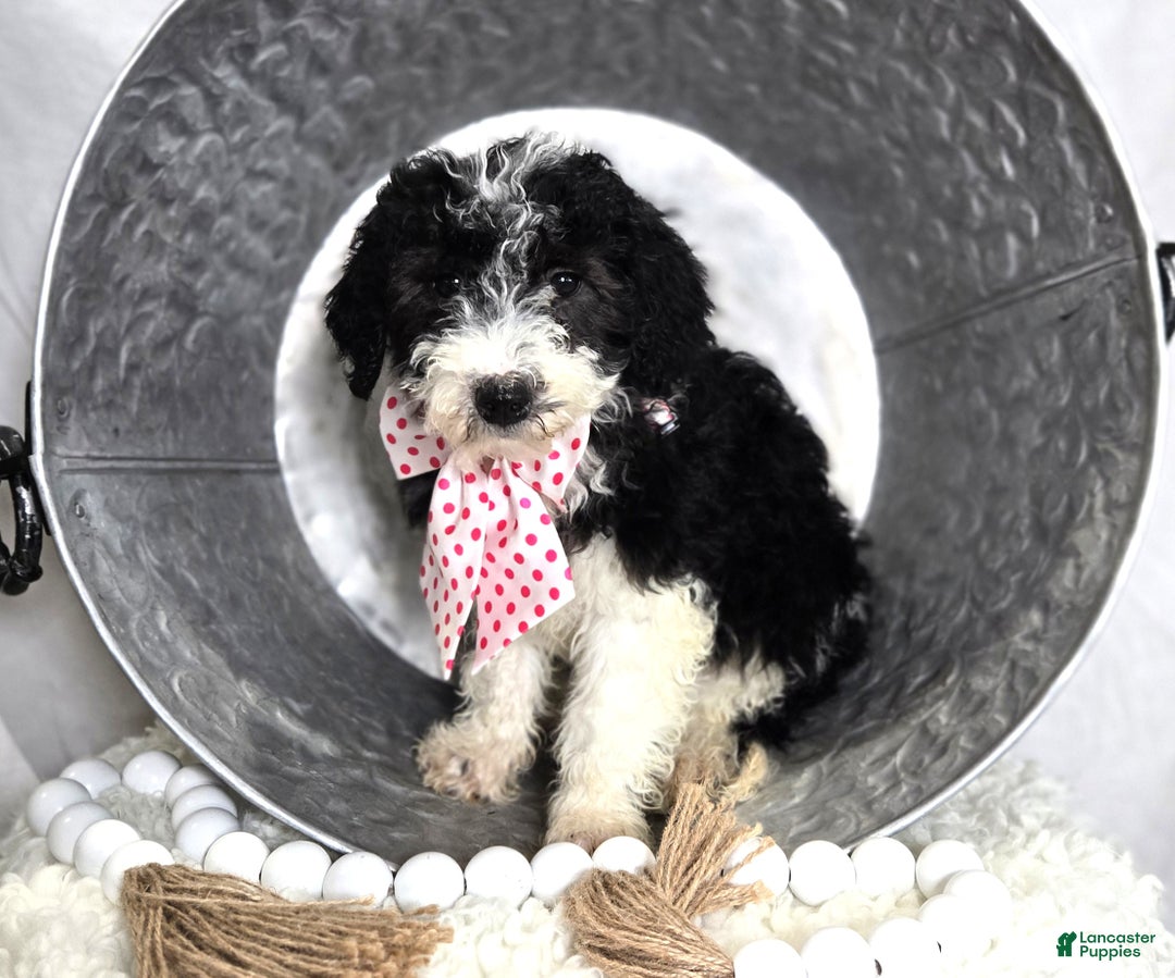 Mini Sheepadoodle dogs for sale: Jingle - Ad 6