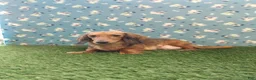 Miniature Dachshund dogs for sale: AKC Dillon - Ad 9