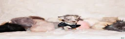 Chihuahua dogs for sale: Blakely - Ad 3