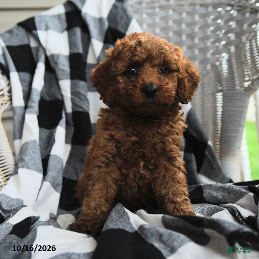 Miniature Poodle dogs Alex - Ad 2