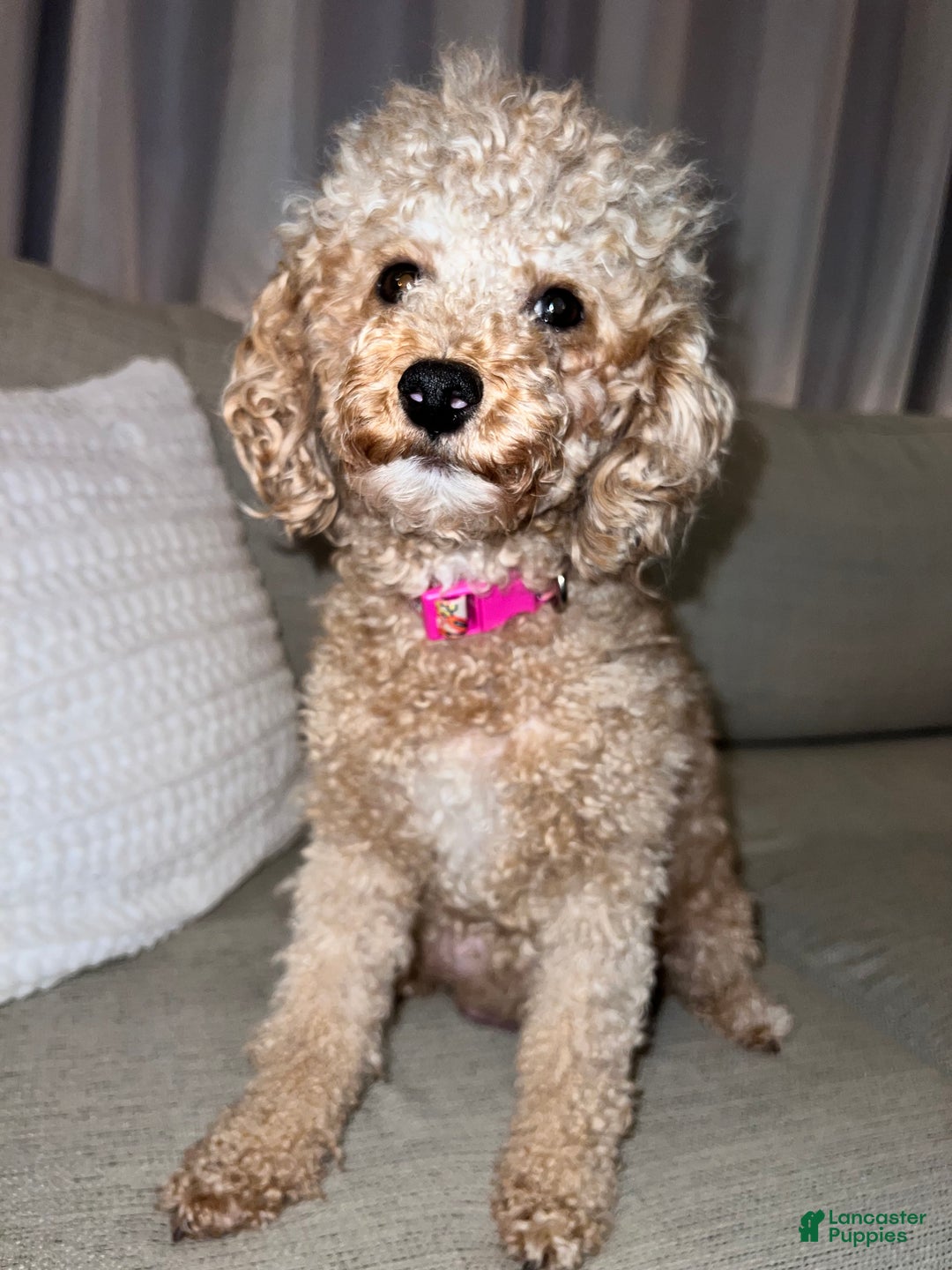 Toy Poodle Puppy for sale in Westfield Lancaster Puppies
