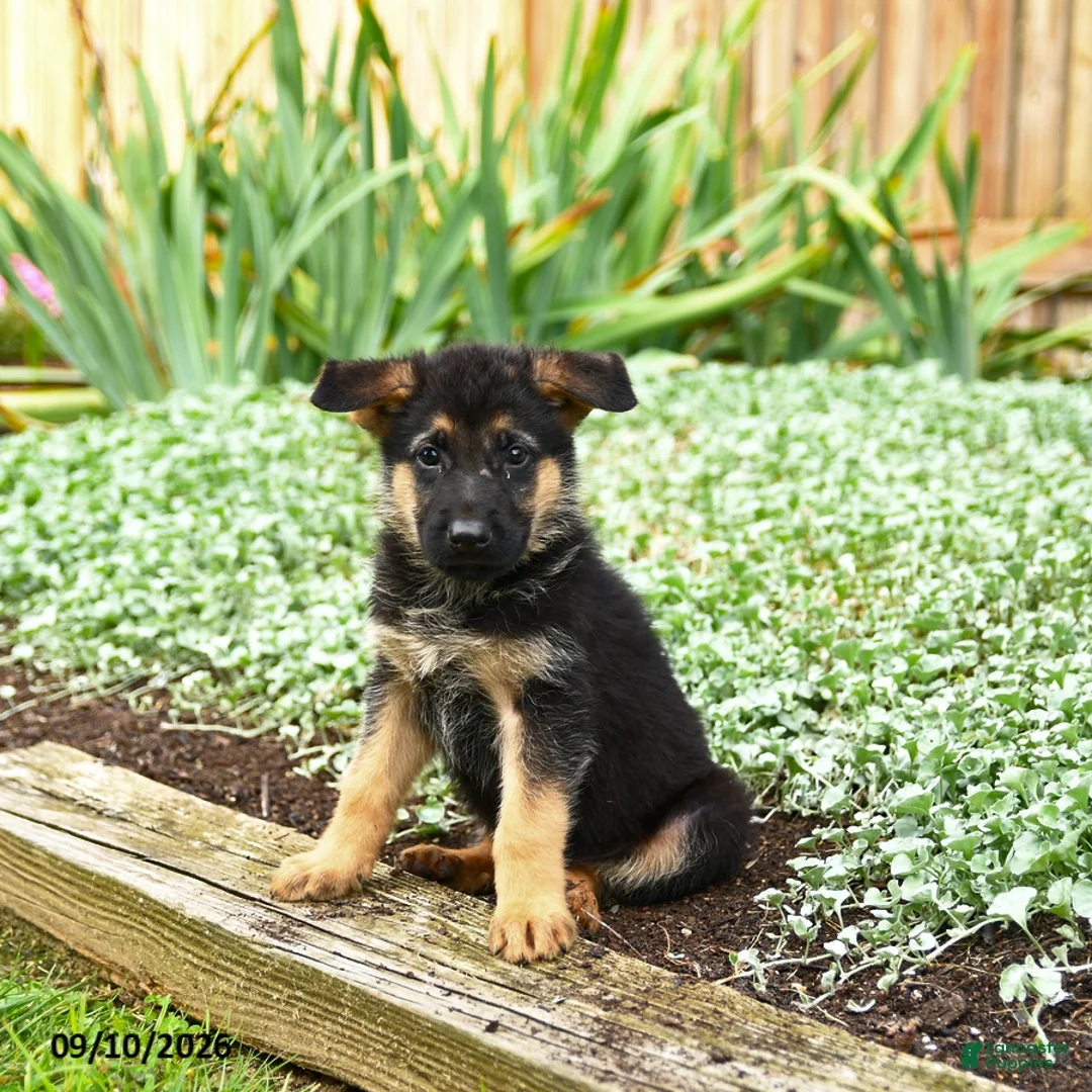 German Shepherd dogs for sale: Vance - Ad 1