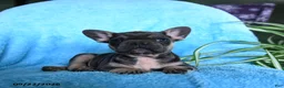 French Bulldog dogs for sale: Fergus - Ad 9