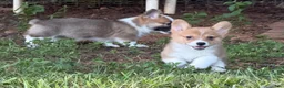 Welsh Corgi Pembroke dogs for sale: Red - Ad 13