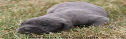 Great Dane dogs for sale: Sarge - Ad 3