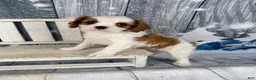 Cavalier King Charles Spaniel dogs for sale: Rascal - Ad 9