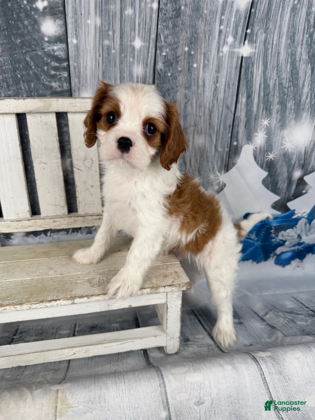 Cavalier King Charles Spaniel dogs for sale: Rascal - Ad 9