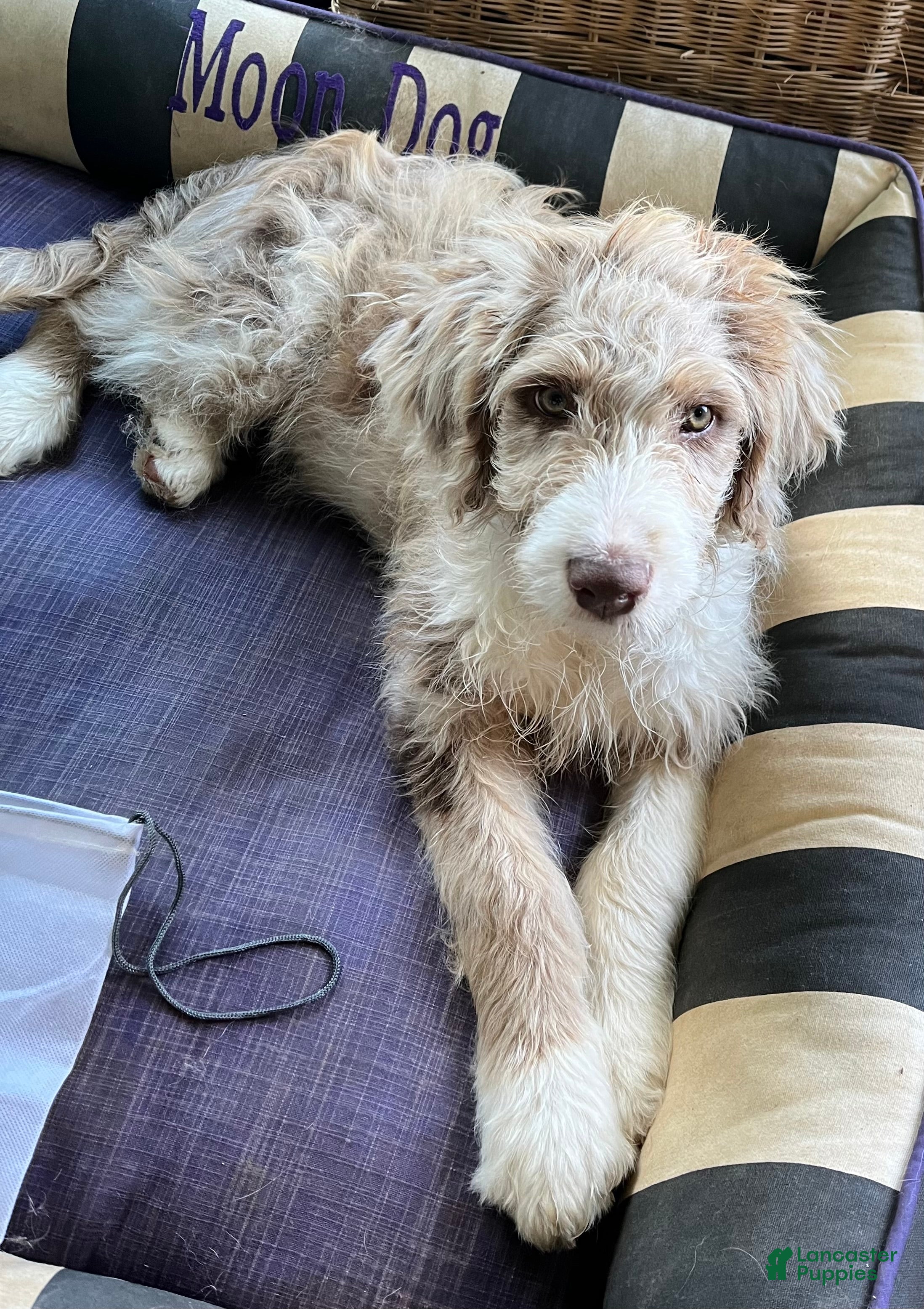 Aussiedoodle dogs Buckle - Ad 2