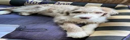 Aussiedoodle dogs for sale: Buckle - Ad 2