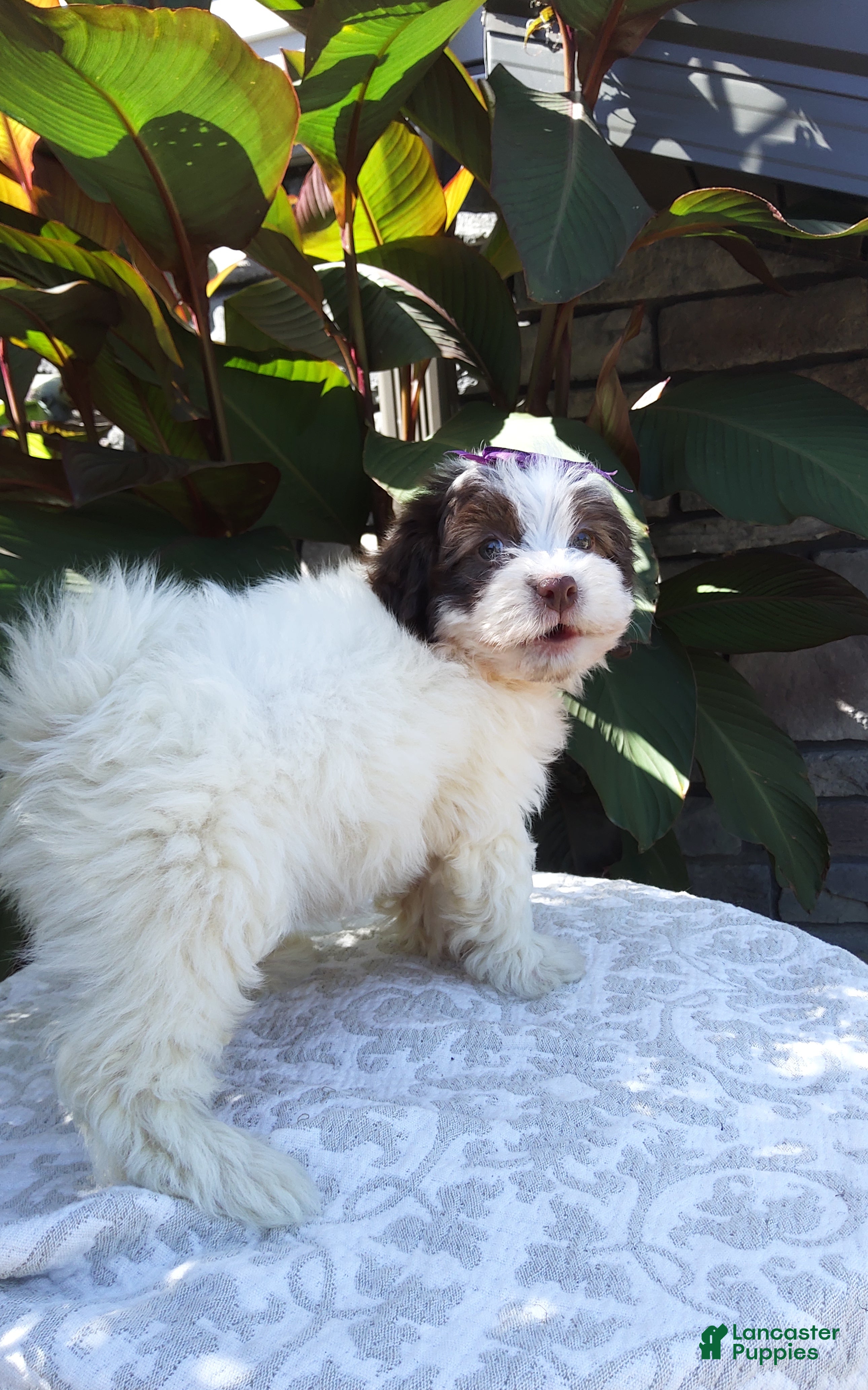 Oreo, Havanese