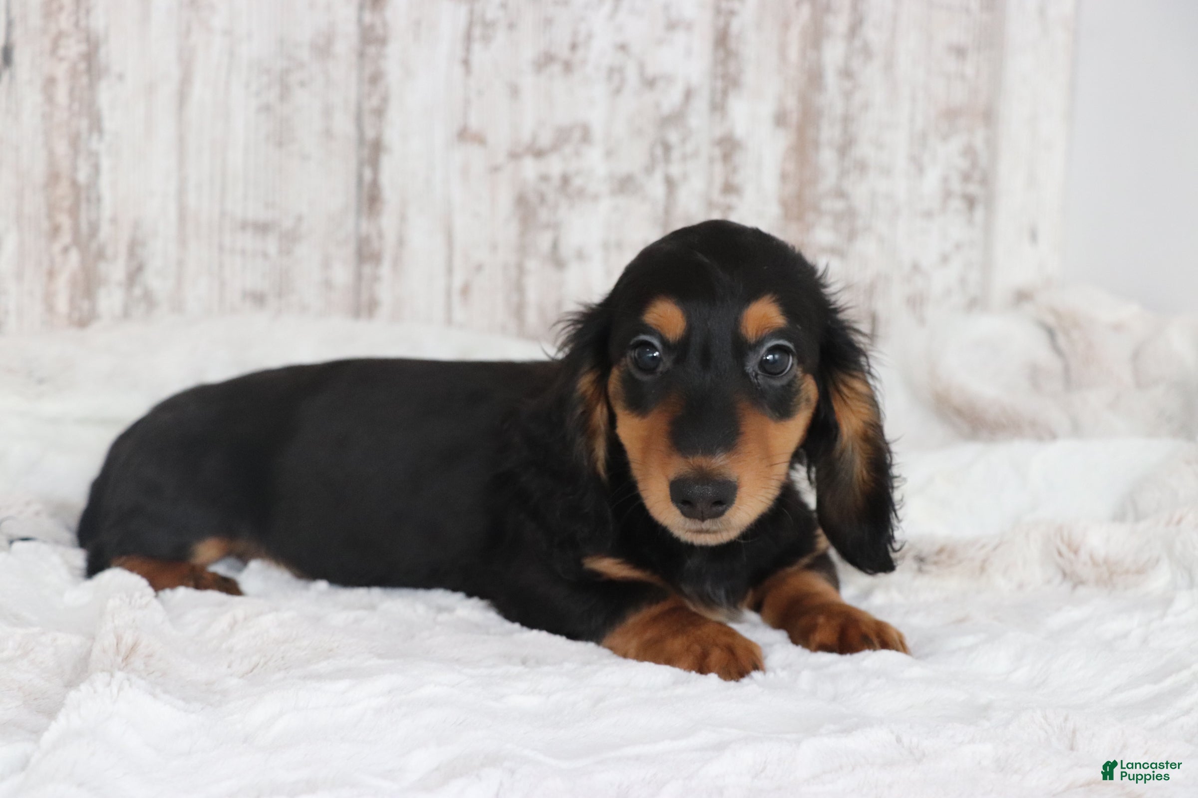 Dachshund dogs Richie  - Ad 1