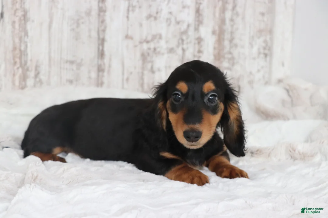 Dachshund dogs for sale: Richie  - Ad 1