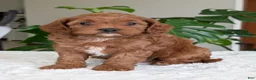 Cavapoo dogs for sale: Sara - Ad 1
