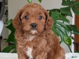 Cavapoo dogs Sara - Ad 12